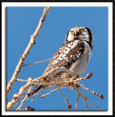 Northern Hawk Owl