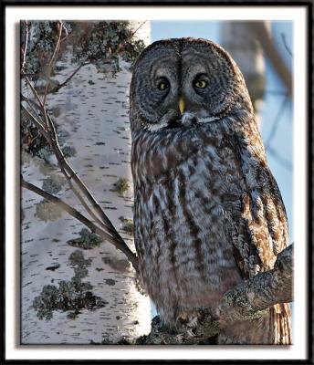 Great Gray Owl