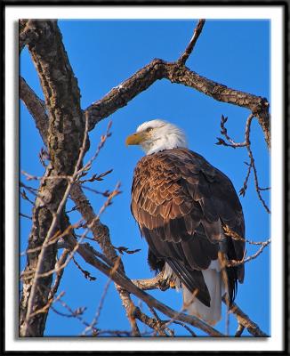 Wabasha Eagle