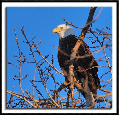 Eagle at Twilight