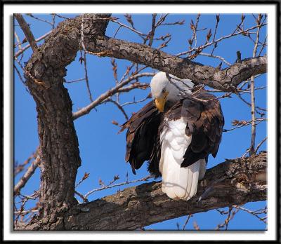 Preening Eagle