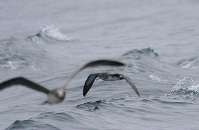 u7/gtepke/medium/22141456.030831PinkfootedShearwater5239.jpg