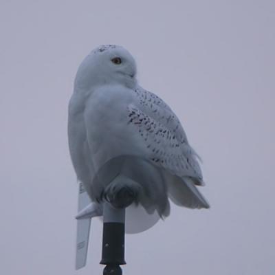 u7/gtepke/medium/22141676.030301SnowyOwl0458f.jpg