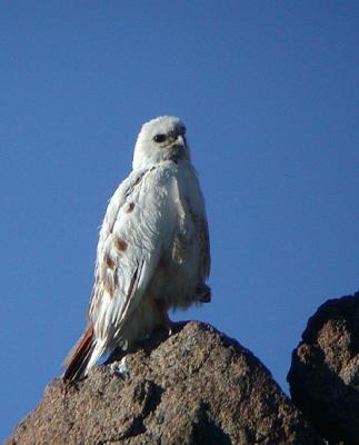 Red-tailed Hawk, partial albino