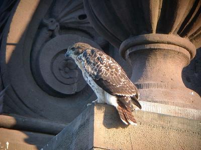 Red-tailed Hawk, Eastern form