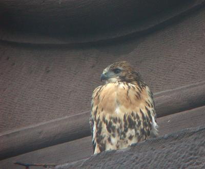 Red-tailed Hawk, Eastern form