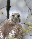 Red-tailed Hawk, Eastern form