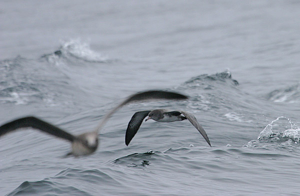 Pink-footed Shearwater