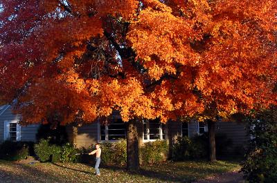 Front Yard Maple