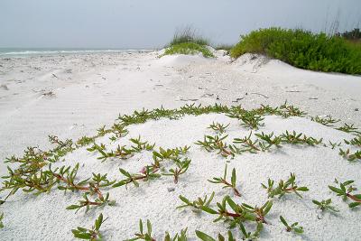 u7/haglunde/medium/41186469.Beach_5484e4x6.jpg