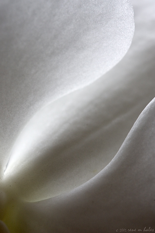 white on white