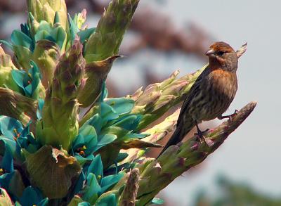 PUYA ALPESTRIS GALLERY