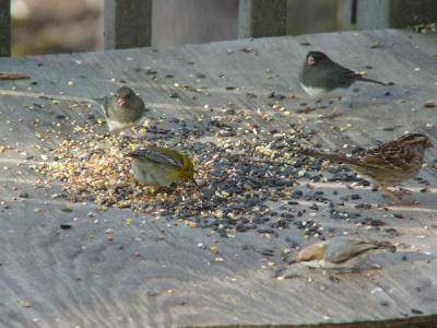 Birds at our feeder