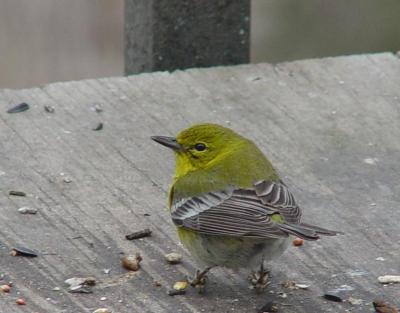 Pine Warbler