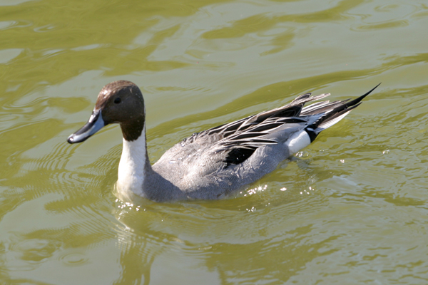 Img_0337Northern Pintail.jpg