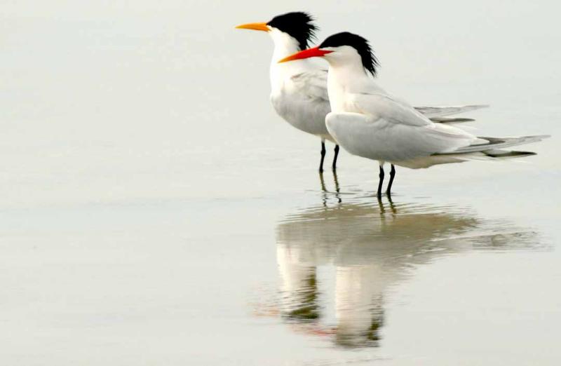 IMG_1536 terns.jpg