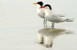 IMG_1536 terns.jpg
