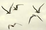 IMG_1498 terns.jpg