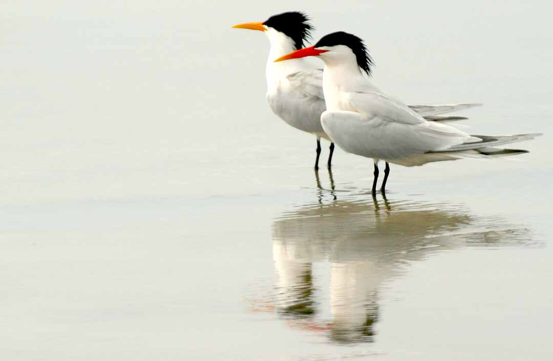 IMG_1536 terns.jpg