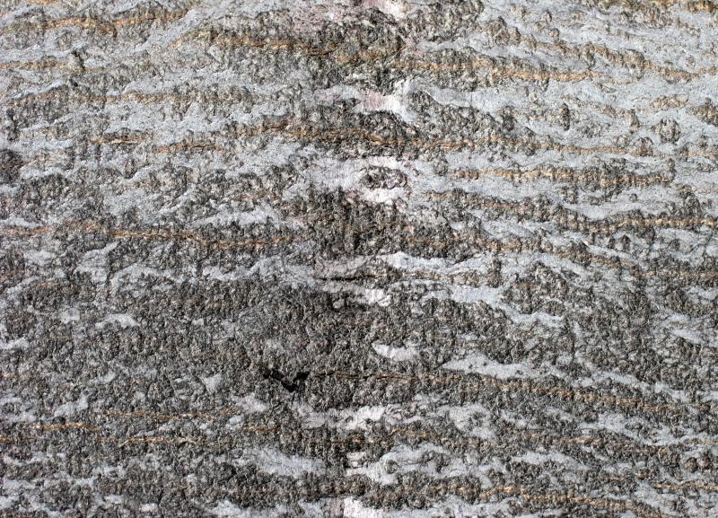 Elm Tree Bark - One Year Growth Mark