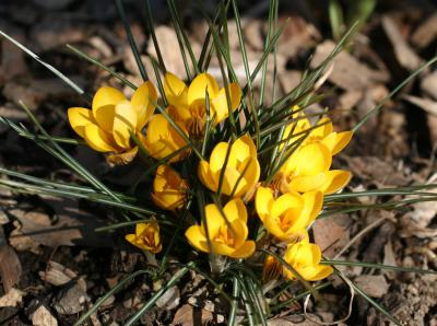 Crocuses