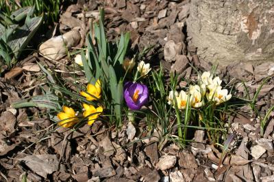 Crocuses at the Base of a Tulip Tree