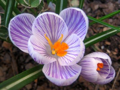 Crocuses