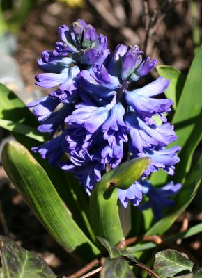 Blue Hyacinth