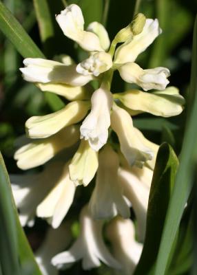 Budding White Hyacinth