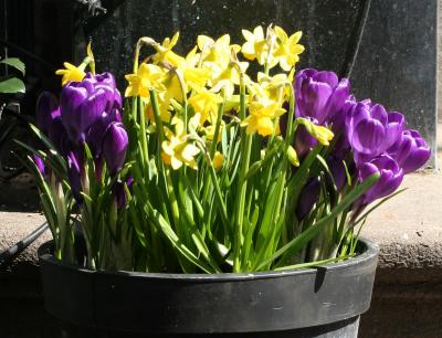 Daffodils  & Crocuses