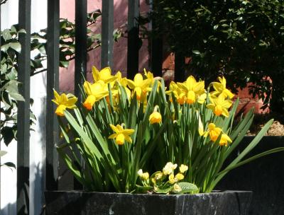 Daffodils W 10th Street