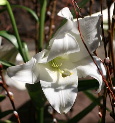 Easter Lily at Church of  the Ascension