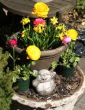 Ranunculus