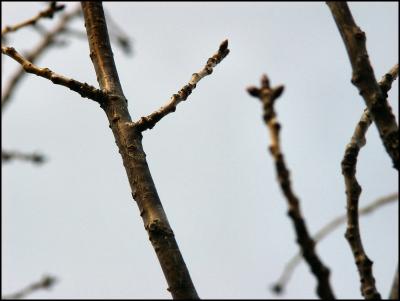 21-MAR-05