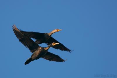 March 26, 2005: Cormorant Airlines