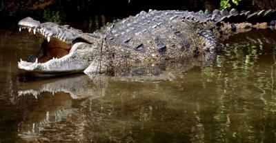 Suning Croc
