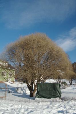 u7/holopain/medium/41028998.Salixfragilis.jpg