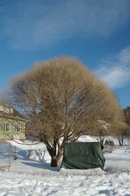 Salix-fragilis.jpg