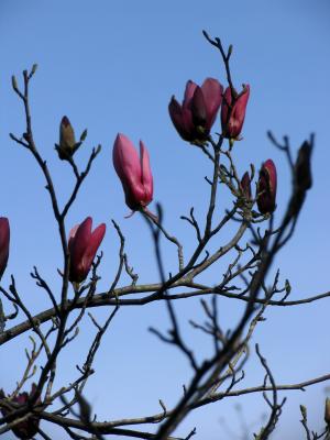 TulipTree2.jpg