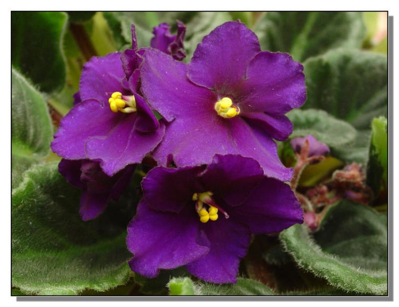 African Violet