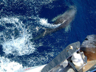 dolphin_4.jpg