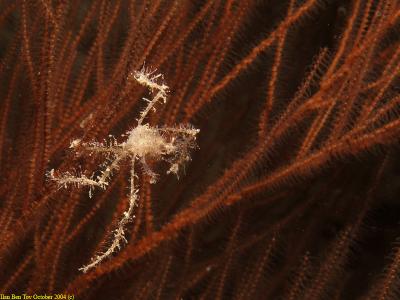 Spider crab on a coral