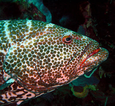 Tiger Grouper, Something Special