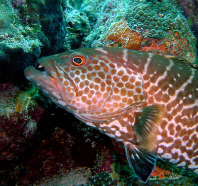 Tiger Grouper, Bari Reef