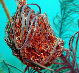 Giant Basket Star, coiled daytime appearance