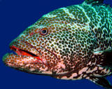 Tiger Grouper