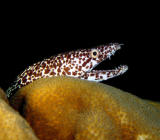 Spotted Moray 2