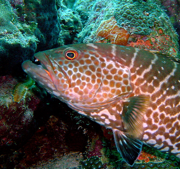 Tiger Grouper, Bari Reef