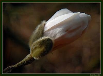 magnoliaknop