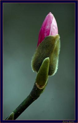 knop